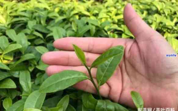 奇兰是什么品种的茶树，揭秘茶叶品种：奇兰属于哪种茶树？