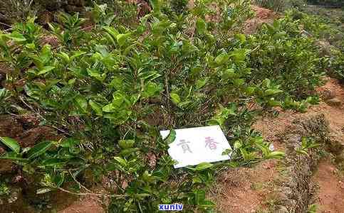 岩香妃是什么品种茶树，岩香妃：探秘神秘的茶树品种