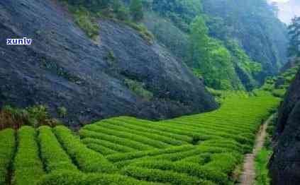 水金龟茶特点：了解这款名茶的独特之处