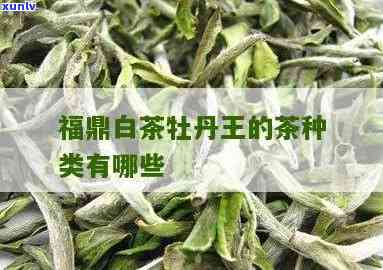 牡丹王是什么品种茶？详解其名称与类型