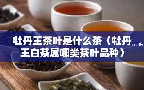 牡丹王是什么品种茶-牡丹王是什么品种茶叶