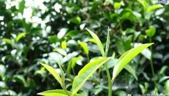 各种茶树种类的区别：品种、种类与代表茶叶解析