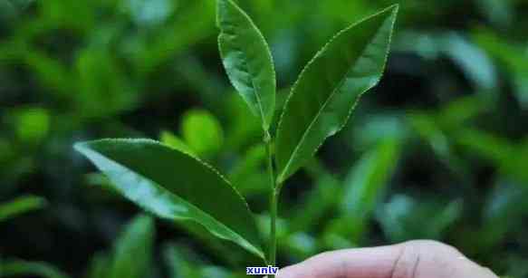 各种茶树种类的区别：品种、种类与代表茶叶解析