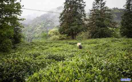 门红茶的一些知识-门红茶的讲解