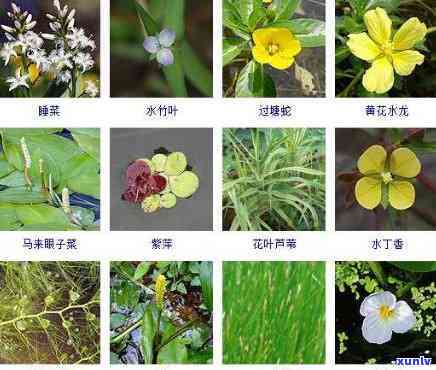 冰种水生植物：定义、特点及常见种类图鉴