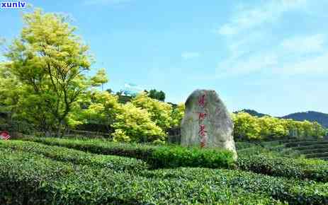 探究汉家红茶的功效与作用，分析其价格及优缺点