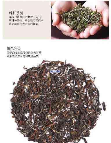 潮汕红茶品种全揭秘：图片 视频，一网打尽！