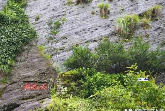 探究武夷山红茶茶树品种：种类、图片与名称全解析