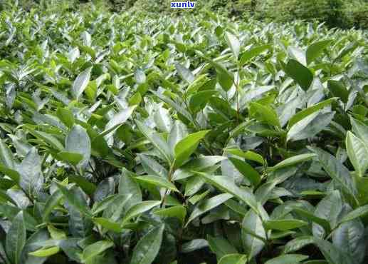 探究武夷山红茶茶树品种：种类、图片与名称全解析