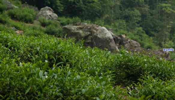 武夷山红茶茶树品种-武夷山红茶茶树品种有哪些