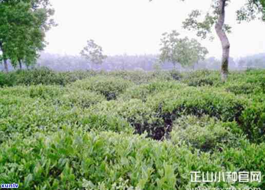 武夷山红茶茶树品种-武夷山红茶茶树品种有哪些