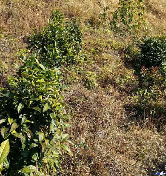 英德红茶哪一种好喝，品鉴英德红茶：哪一款口感更胜一筹？