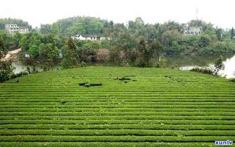 德红茶叶：产地、特性的全面解析