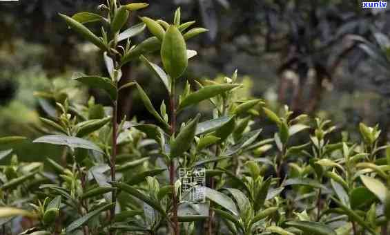 小赤红茶茶树品种-小赤红茶茶树品种有哪些