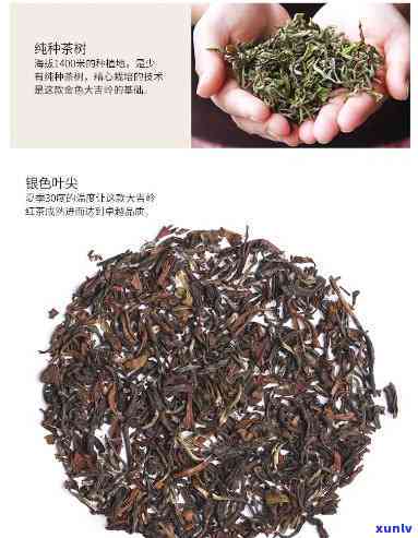 门红茶品种图片大全：查看各品种图片及价格