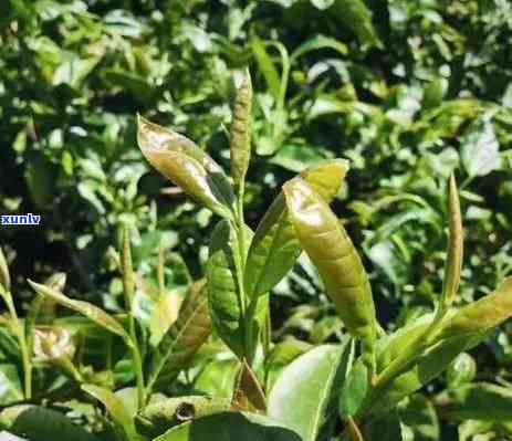 益生茶哪个牌子的好喝，口味评测：盘点市面上好喝的益生茶