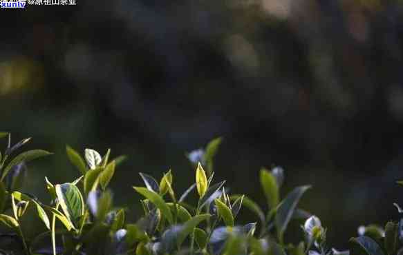 顶山茶的品种及简介，探秘顶山茶：品种与简介一览