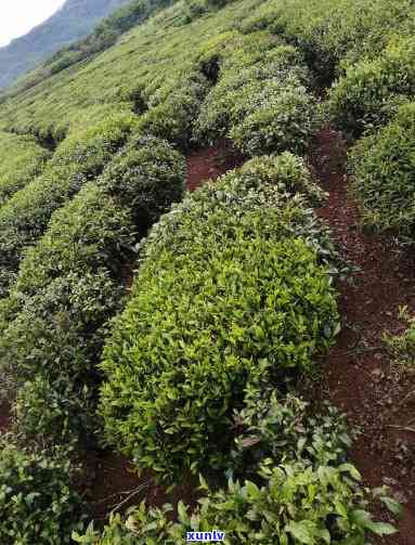 灌木茶树品种有哪些名字，探秘茶世界：灌木茶树品种全解析