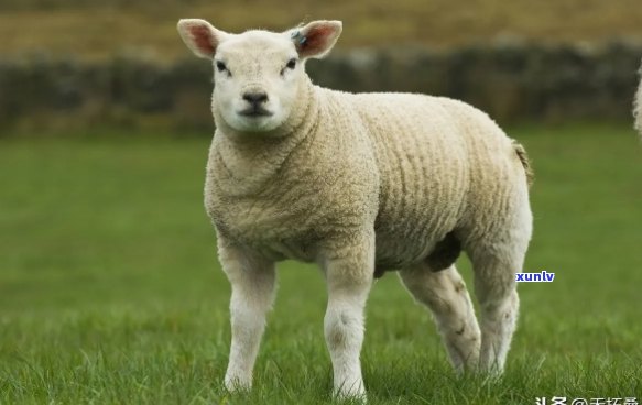 更大的羊是什么品种绵羊，揭秘：世界上更大的绵羊品种是哪一种？