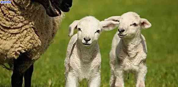 更大的羊是什么品种-更大的羊是什么品种绵羊