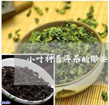 小叶茶都有什么品种-小叶茶都有什么品种的