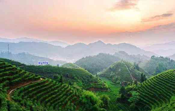 中国式茶的故乡,也是茶文化的发源地，中国：茶的故乡和文化源头