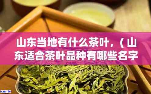 山东茶叶种类大全：详细介绍各类名优品种