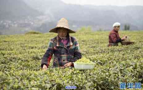 红茶明前茶，品味春日醇：明前红茶的魅力与鉴