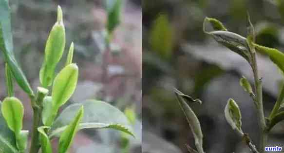 春茶分为哪几种，探秘春茶：了解春茶的分类与品种