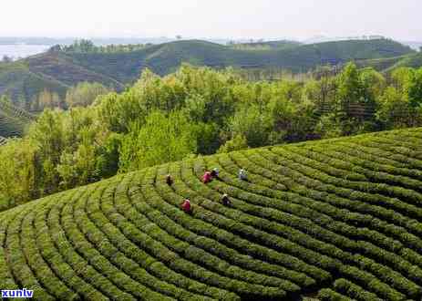 茶分春茶还有什么茶-茶又分春茶