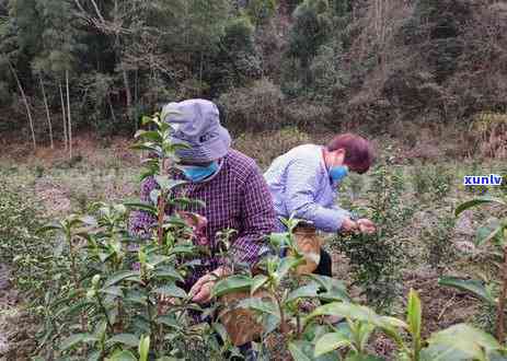 简述中国茶树的起源、发展与历程