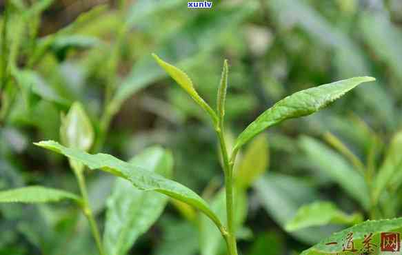 顶山露茶的 *** -顶山露茶怎么泡