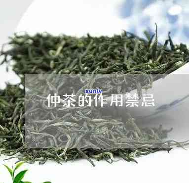 仲叶茶的功效与作-仲叶茶的功效与作用