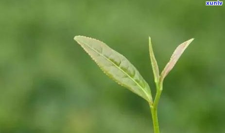 中国六大茶类的划分-中国六大茶类的划分依据是干茶色泽和发酵程度