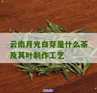 月光白属于什么茶类 *** 工艺，探秘茶叶世界：了解月光白的 *** 工艺所属茶类