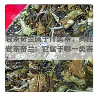 奇兰属于什么茶类茶种？深入熟悉其特点与分类