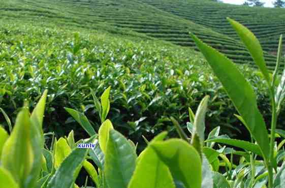 贵州都匀茶叶，探索贵州都匀茶叶的独特魅力与口感