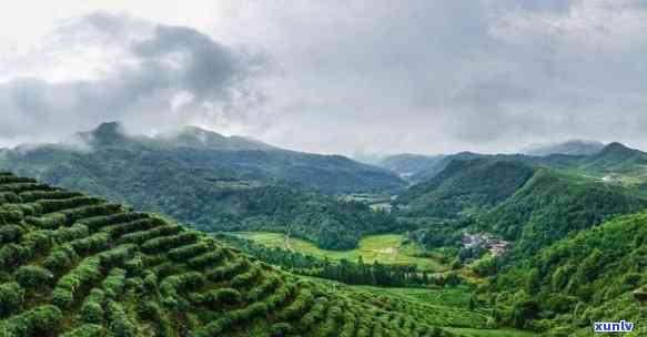 贵州都匀茶叶，探索贵州都匀茶叶的独特魅力与口感