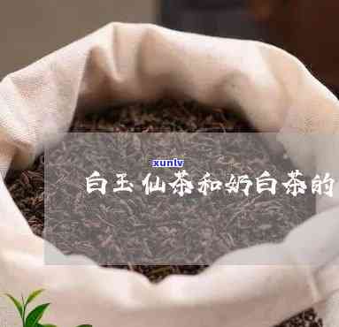 白玉仙茶是什么茶类型，揭秘白玉仙茶：属于何种类型的茶叶？