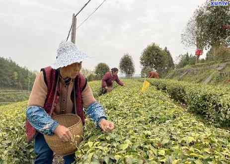 白玉仙茶是什么茶类-白玉仙茶是什么茶类的