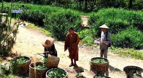 龙团凤饼茶是代发明的吗，朝时期就有了？龙团凤饼茶的由来