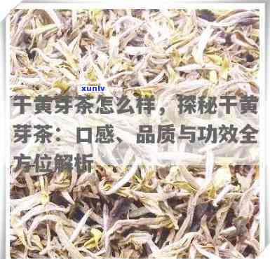 干黄芽属于什么茶，探秘茶叶世界：干黄芽的分类与特点