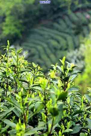 茶的芳香物质多少种-茶的芳香物质多少种氨基酸