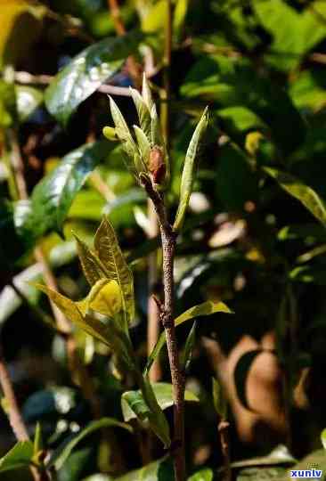 花香野茶属于什么茶，探秘自然：解析“花香野茶”所属的茶类