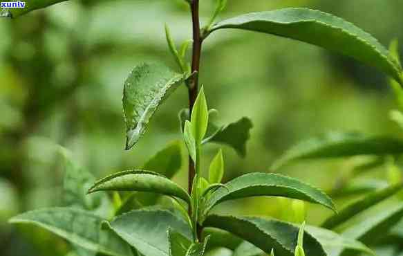 花香野茶属于什么茶，探秘自然：解析“花香野茶”所属的茶类