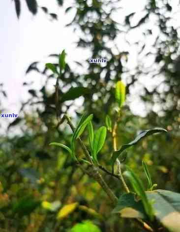 花香野茶是什么茶类-花香野茶是什么茶类的