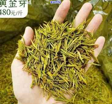 山黄芽属于什么茶，探秘山黄芽：属于哪种茶类？