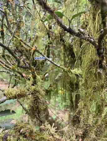 洞大叶茶场及进货渠道全攻略