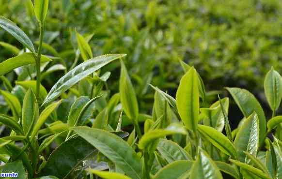 洞卖大叶茶的地址-洞卖大叶茶的地址在哪里