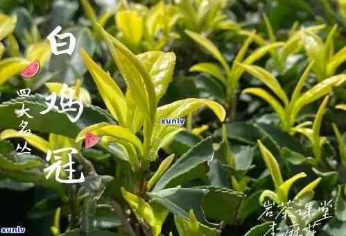 400克老班章熟茶